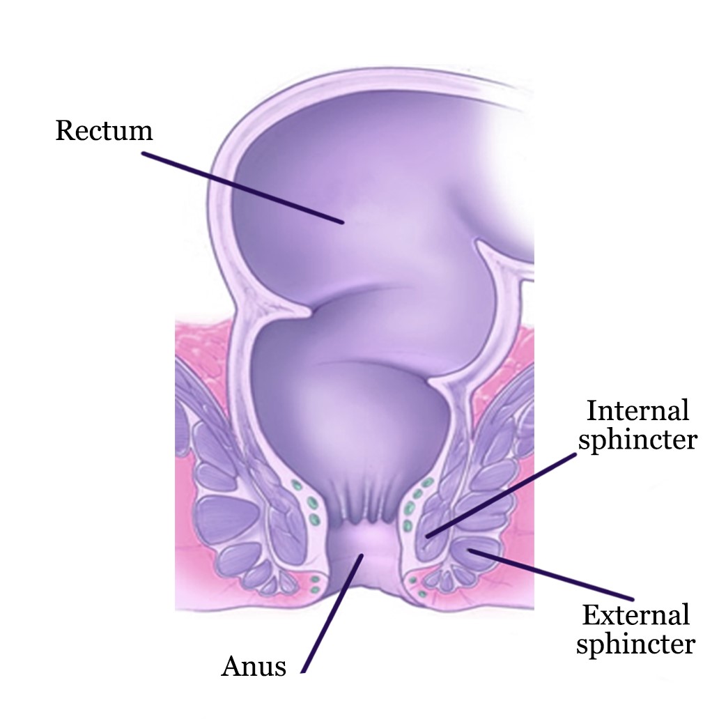 Figure 1 - The anus with surrounding internal and external sphincter muscle...